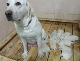 Viva worked as a guide dog and helped the blind owner. Now she works as a mom and helps to teach other dogs by her example.